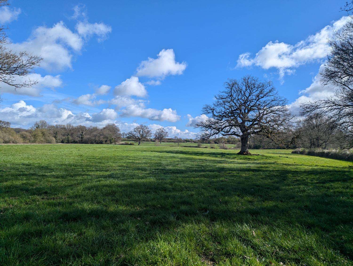 An old oak standing in open meadow at Wash Common Farm